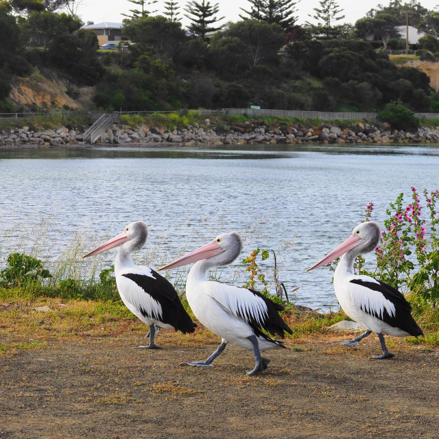 "Australian pelicans walking." stock image