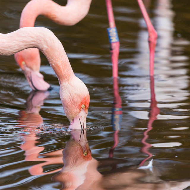 "Preening Chilean flamingo pair" stock image