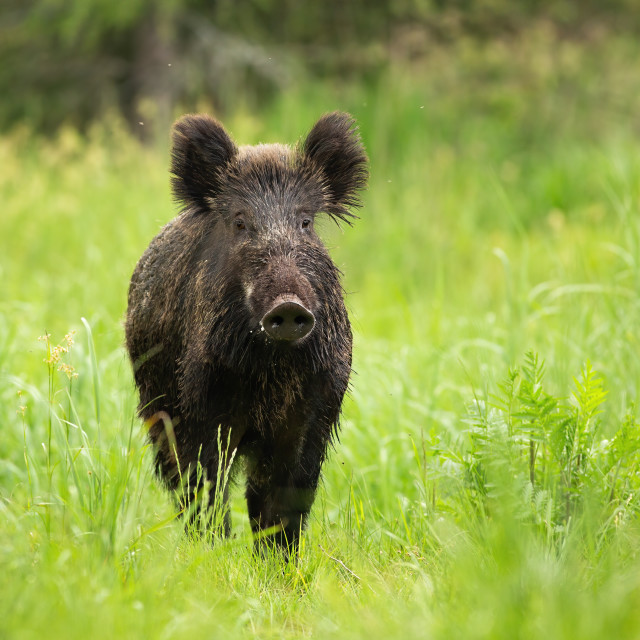 "Wild boar standing on a meadow with green grass in summer with copy space" stock image