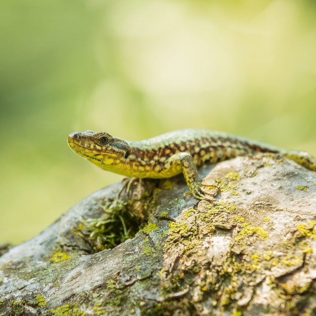 "Podarcis muralis, common European wall lizard, resting in sunlight" stock image