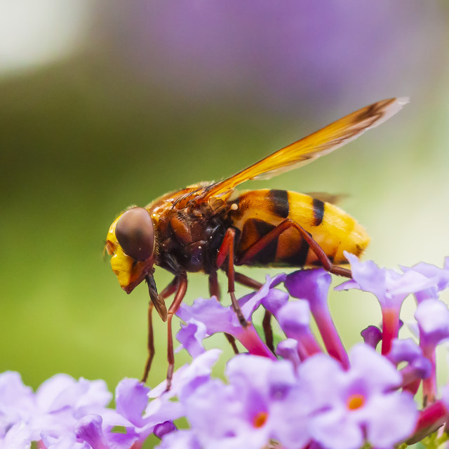 "Volucella zonaria, hornet mimic hoverfly, feeding on purple Buddleja davidii" stock image