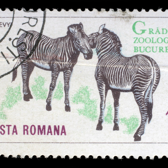 "Stamp printed by Romania, shows zebra, circa 1964." stock image