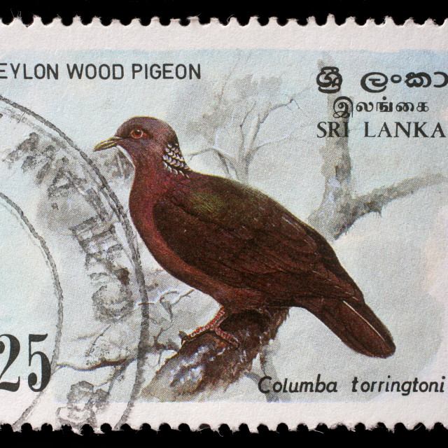"Stamp printed in the Republic of Sri Lanka shows the Ceylon wood pigeon, Columba torringtoni, circa 1988." stock image