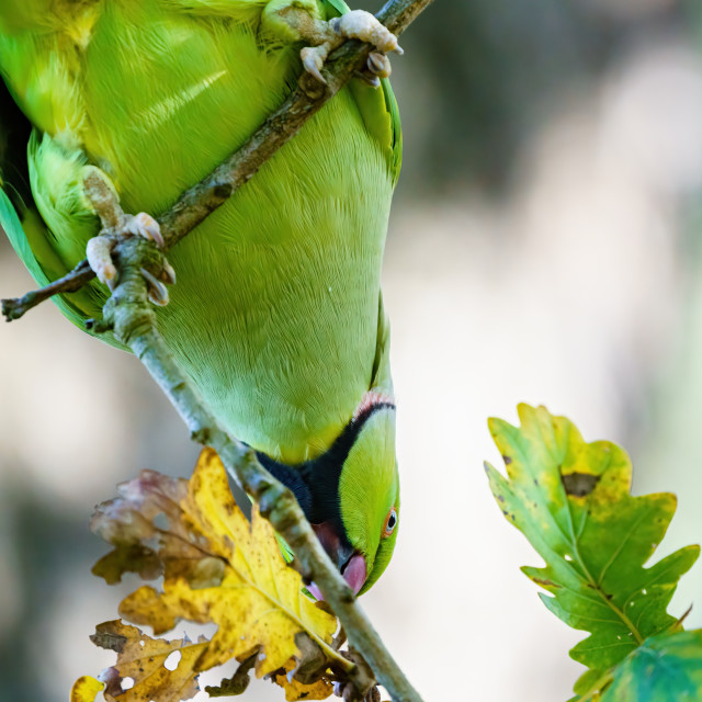 "Ring-necked parakeet (Psittacula krameri) perched on small branc" stock image