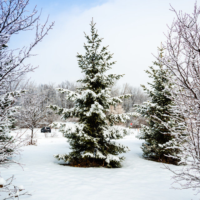 Spruce branches after the first snow - License, download or print for £ ...