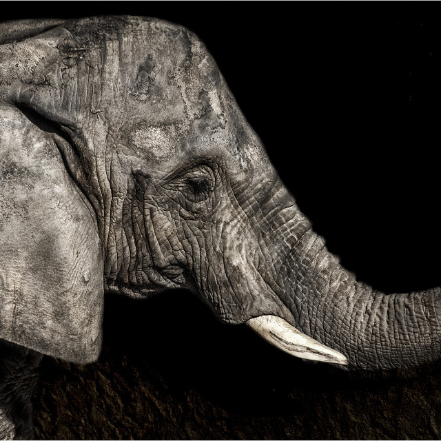 "elefante pequeño" stock image