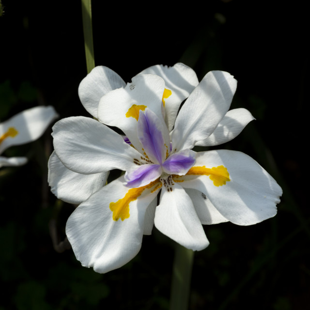 Purchase digital downloads and a range of printed products of