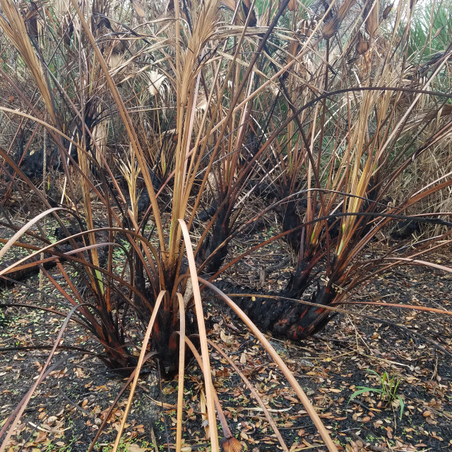 "Burnt Remains" by Janille Eclavea - $6.20 "Burnt Remains" stock image