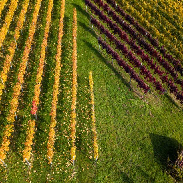"Vineyards in fall colors near Stuttgart, Germany" stock image