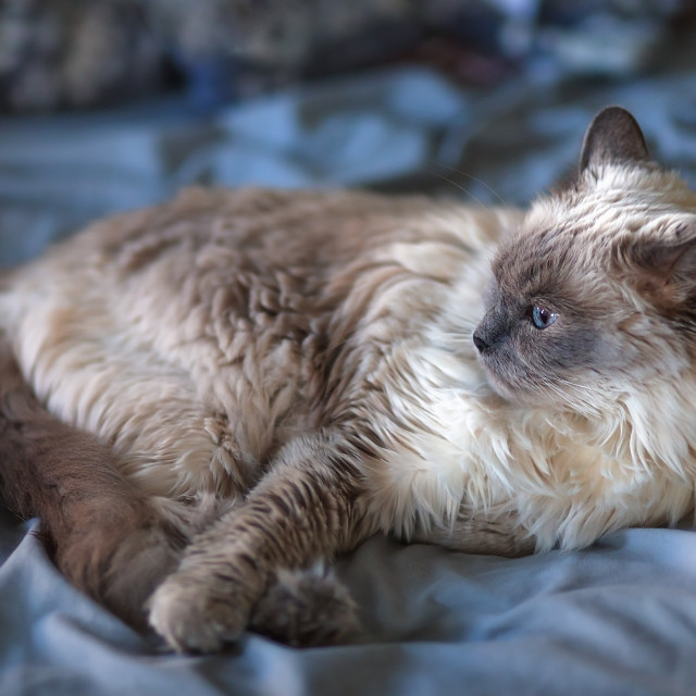 "Long Haired Female Ragdoll Siamese Mix Cat Lounging on a Bed" stock image