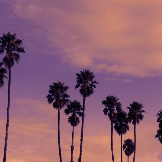 "Row of California Palm Trees at Sunset at a Beach in Santa Cruz" stock image