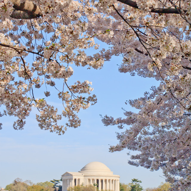 "Cherry blossoms, Washington, DC, United States" stock image