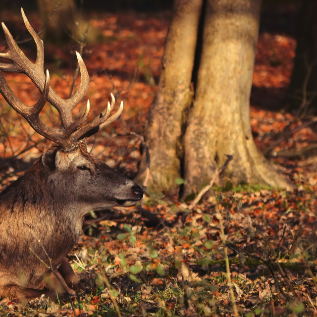 "Red Deer in the Afternoon light" stock image