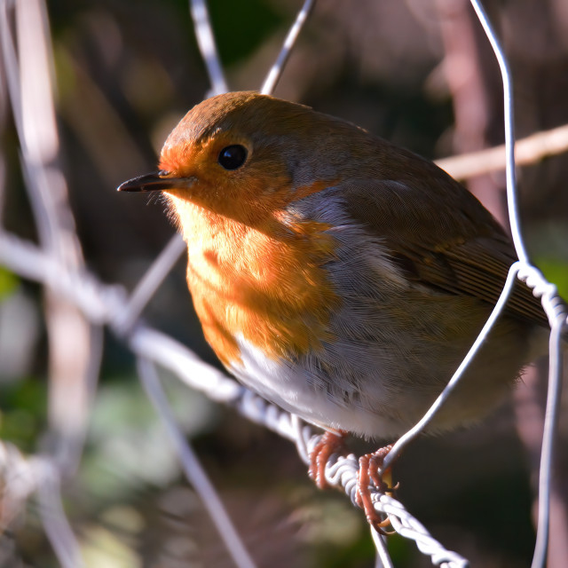 "Robin on a wire fence" stock image