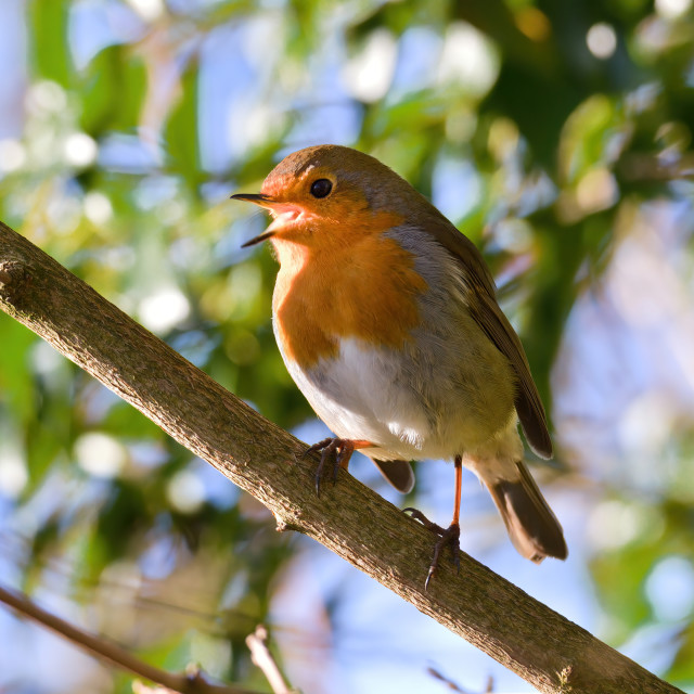 "Robin singing in the trees" stock image