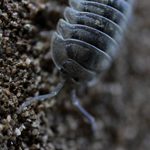 "Woodlouse" stock image