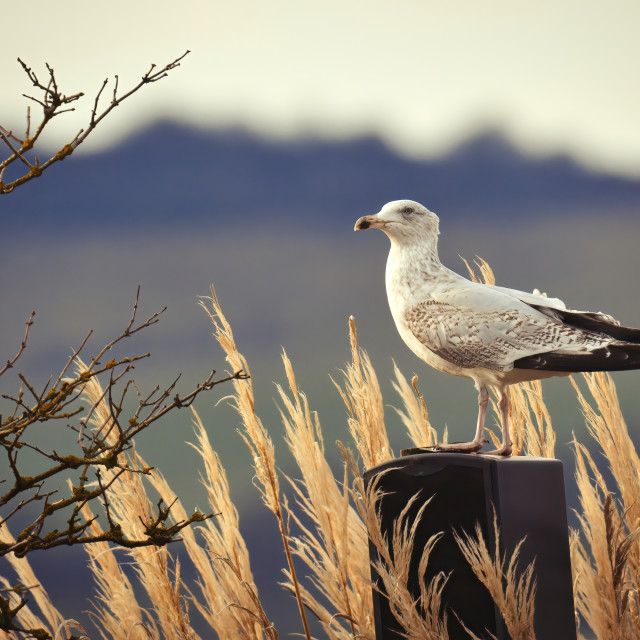 "Seagull" stock image