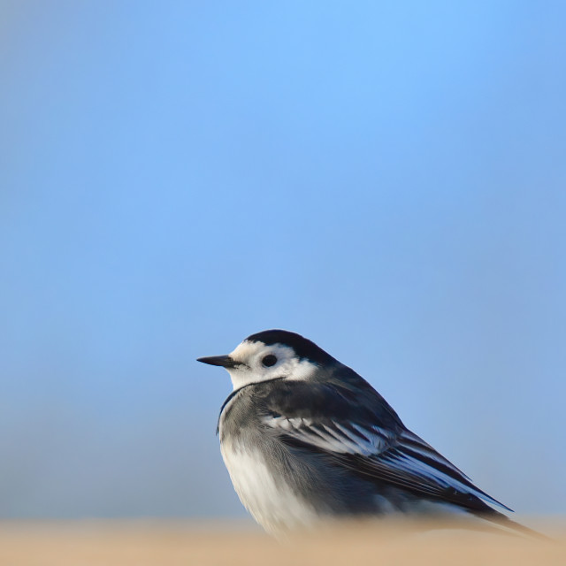 "Wagtail" stock image