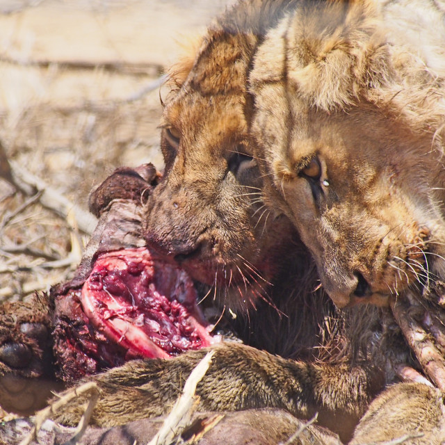 "Lion" stock image