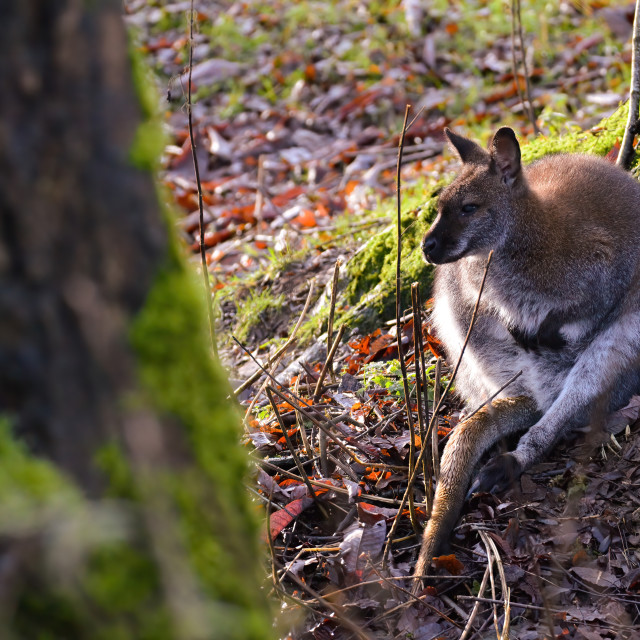 "Afternoon sit with a Wallaby" stock image