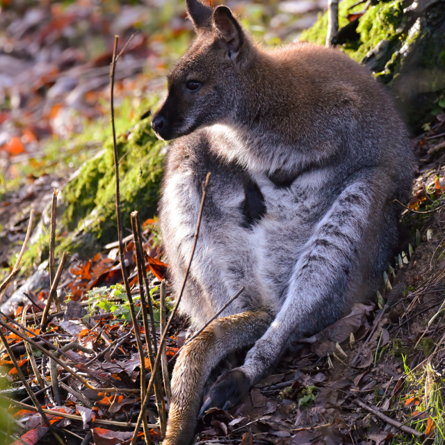 "Afternoon sit with a Wallaby (2)" stock image