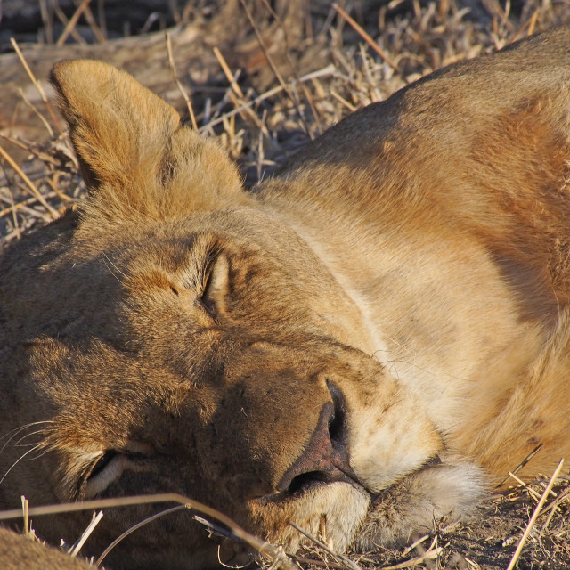 "Lion" stock image