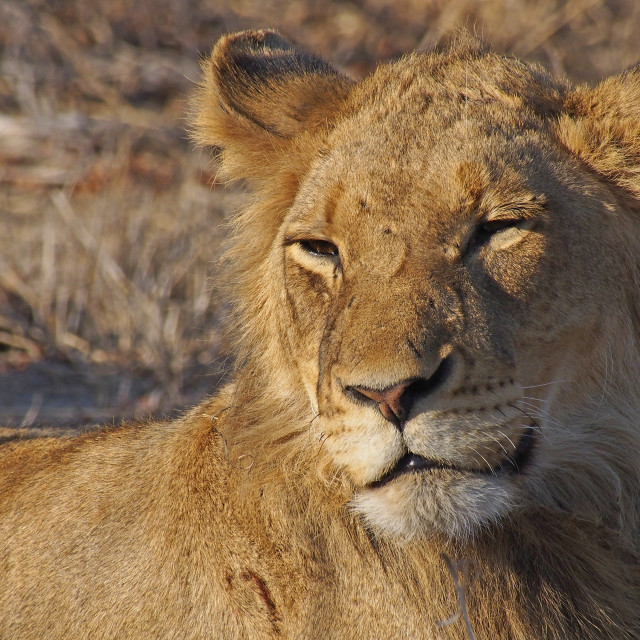 "Lion" stock image