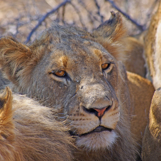 "Lion" stock image