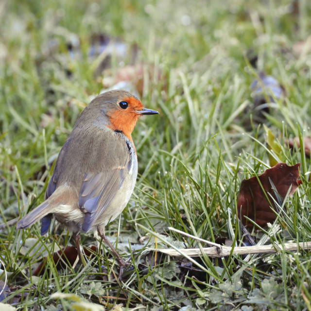 "Robin on the ground" stock image