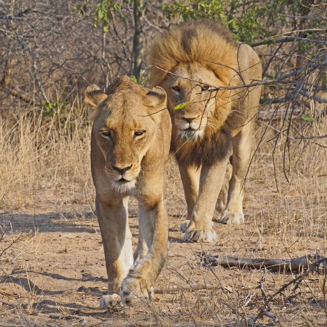 "Lion" stock image