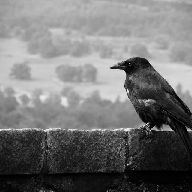 "Raven atop Stirling Castle" stock image