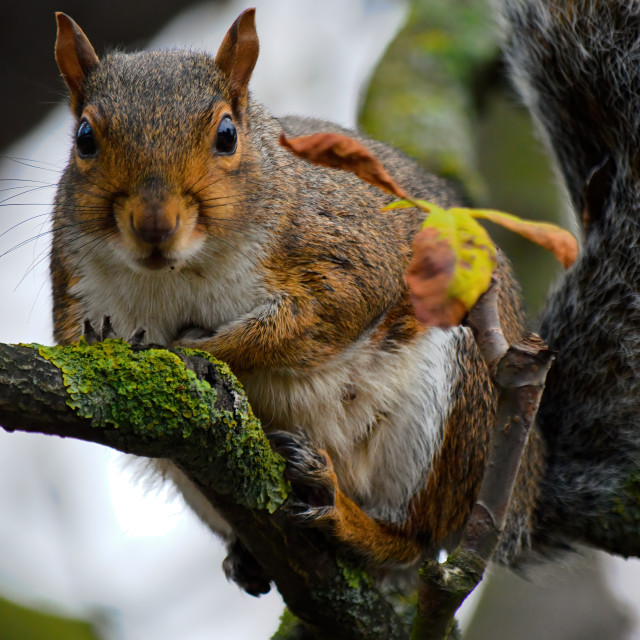 "Squirrel on a branch" stock image