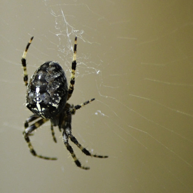 "Garden Cross Spider on web" by Gareth Tallon (Abidastra) - $6.17 "Garden Cross Spider on web" stock image