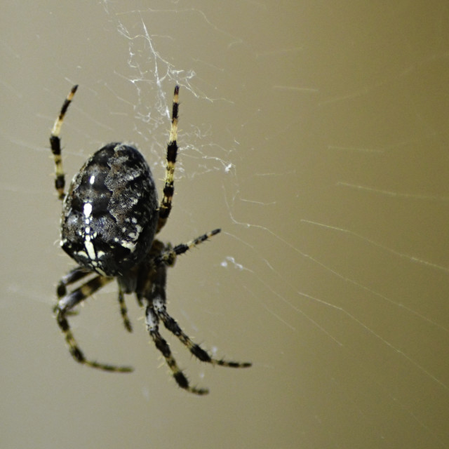 "Garden Cross Spider on web" stock image