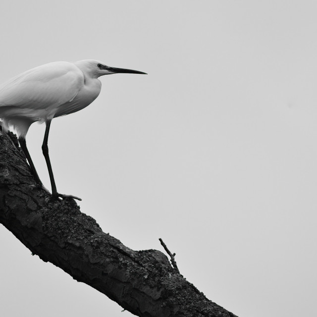 "Egret (Heron) atop a tree" stock image