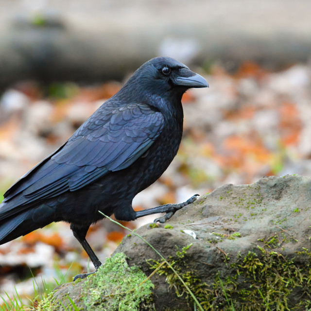 "Raven on a rock" stock image