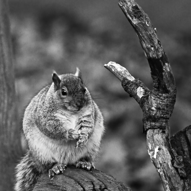 "Squirrel sitting on fallen log" stock image