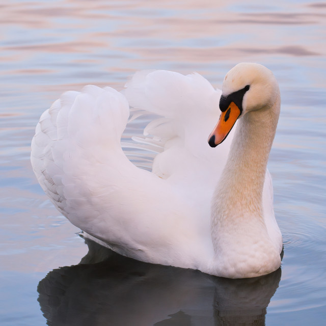 "Swan" by Gareth Tallon (Abidastra) - $12.35 "Swan" stock image