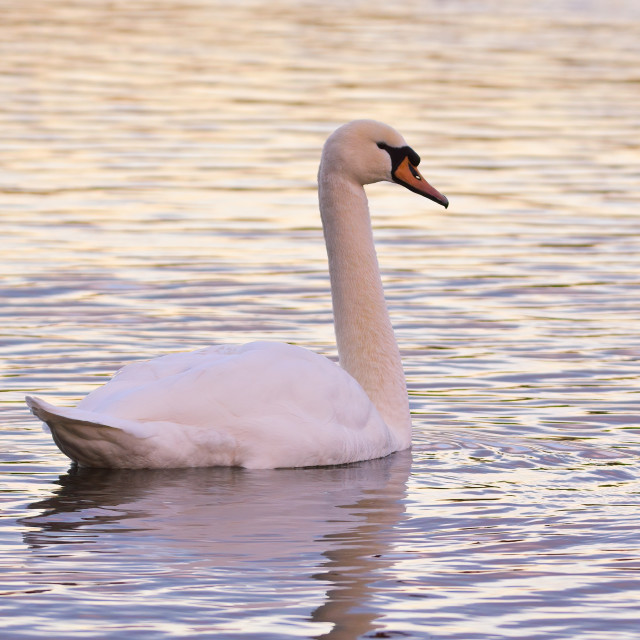 "Swan on a lake" stock image