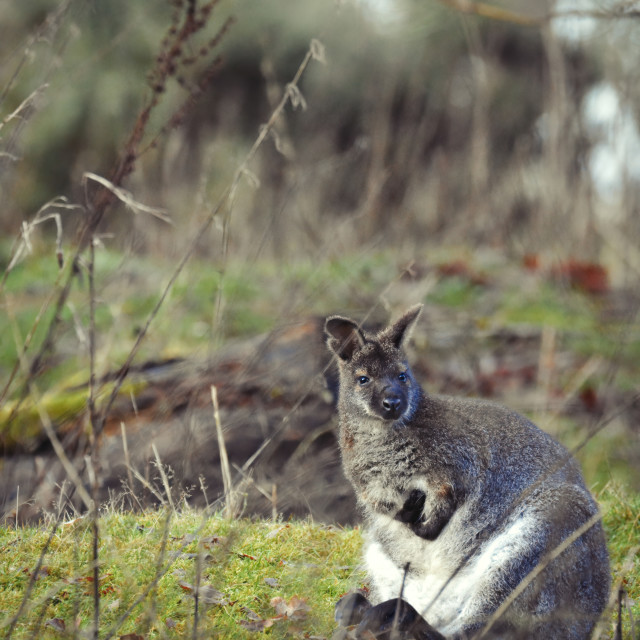 "Wallaby in the woods" stock image