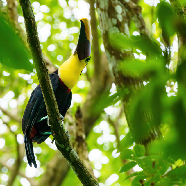 "Chestnut-mandibled Toucan (Ramphastos swainsonii) in forest looking..." stock image