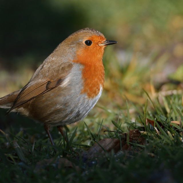 "Robin peeking out from the shadows" stock image