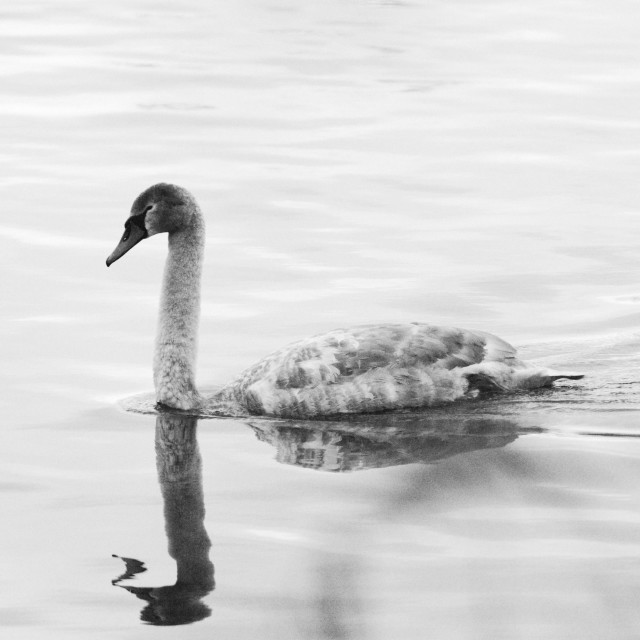 "Swan Cygnet" by Gareth Tallon (Abidastra) - $9.88 "Swan Cygnet" stock image