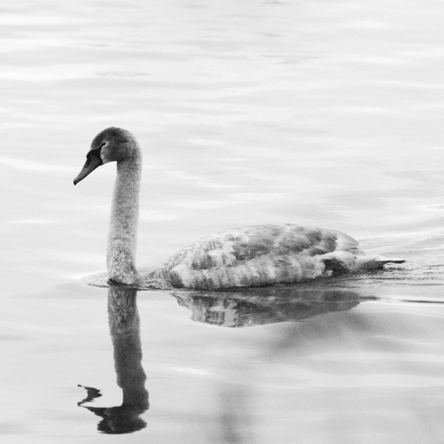 "Swan Cygnet" stock image