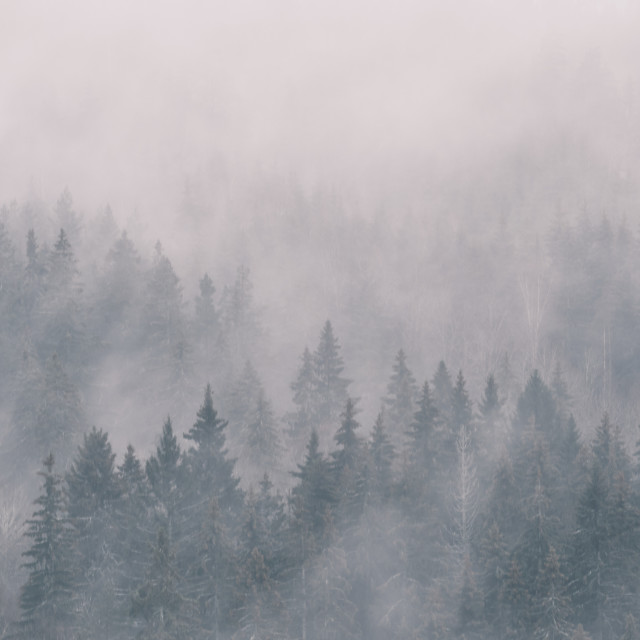 "dense fog in the spruce photographed from height" stock image