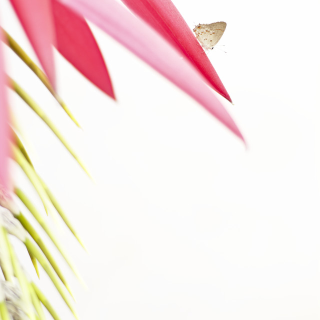 "The giant bromeliad (Billbergia alfonsi-joannis" stock image