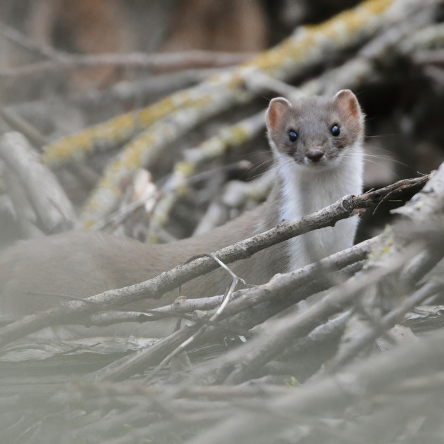 "Weasel among fallen branches" stock image