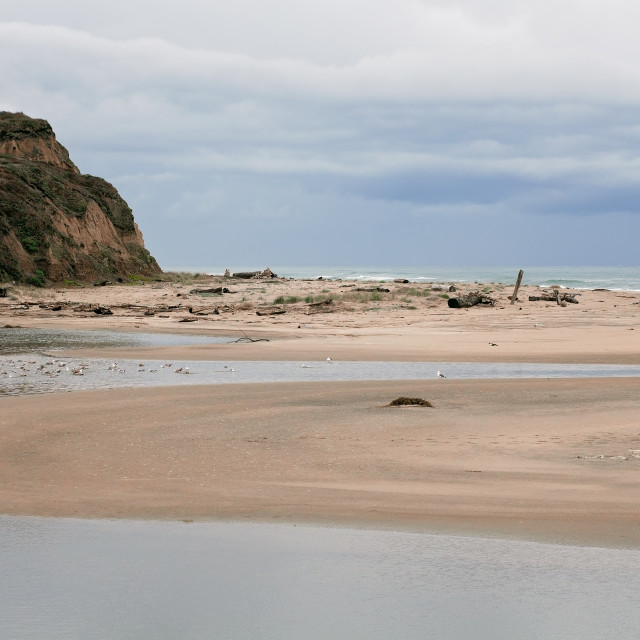 "Large Flock of Seagulls on a Sandy Beach and Lagoon at San Gregorio State Park, California" stock image