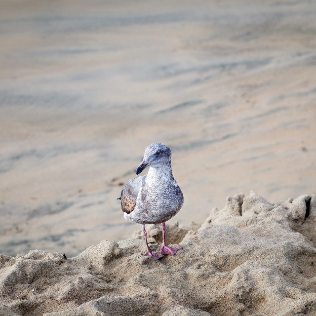 "Portrait of a Young Seagull Sitting on a Sandy Beach in Santa Cruz, California" stock image