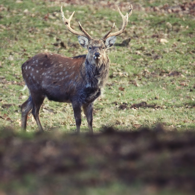 "A Deer Encounter (2)" stock image